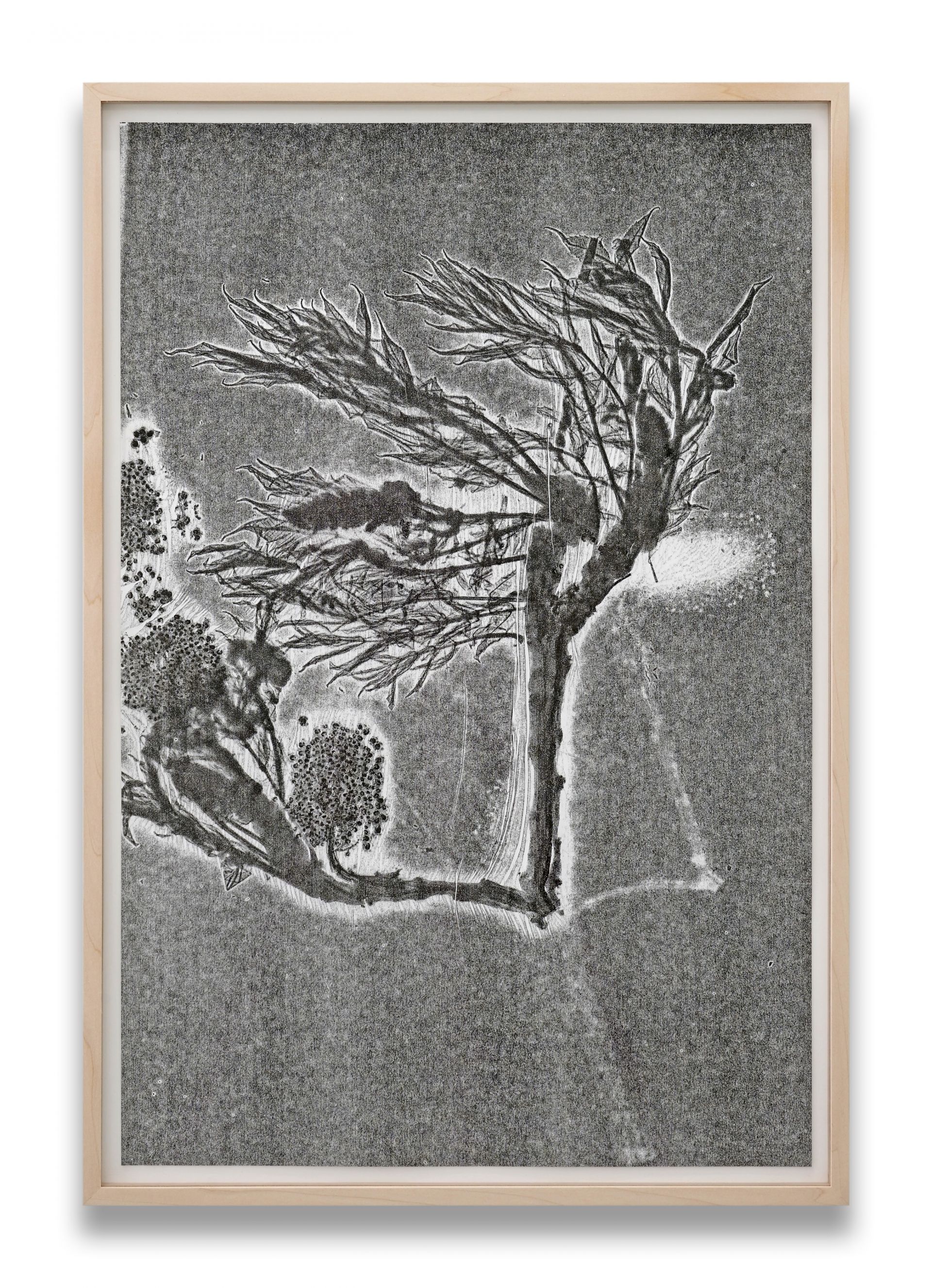 SU219 09 1 Herbarium Turicum Rhus Typhina