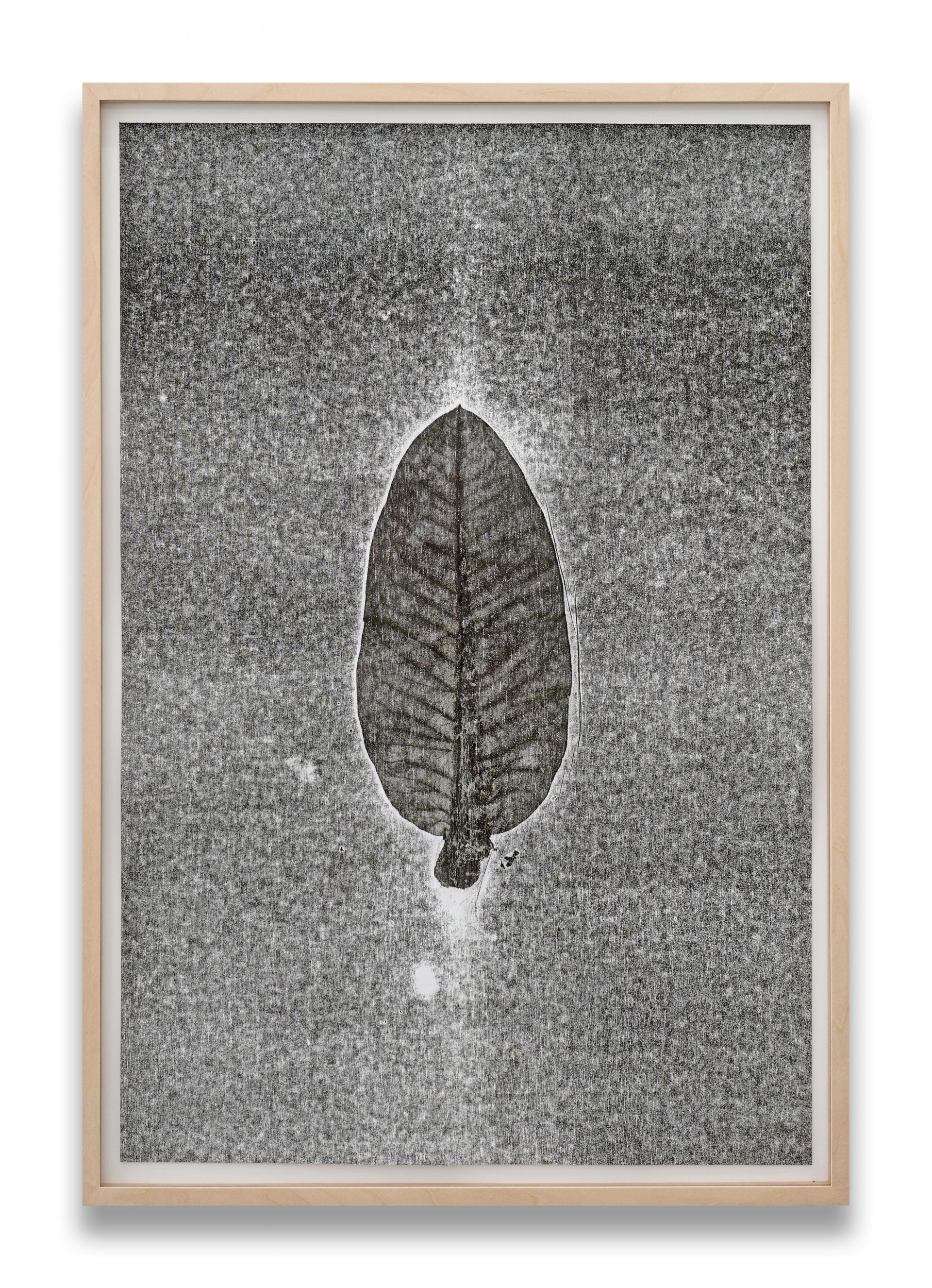 SU219 09 2 Herbarium Turicum Asclepias syriaca