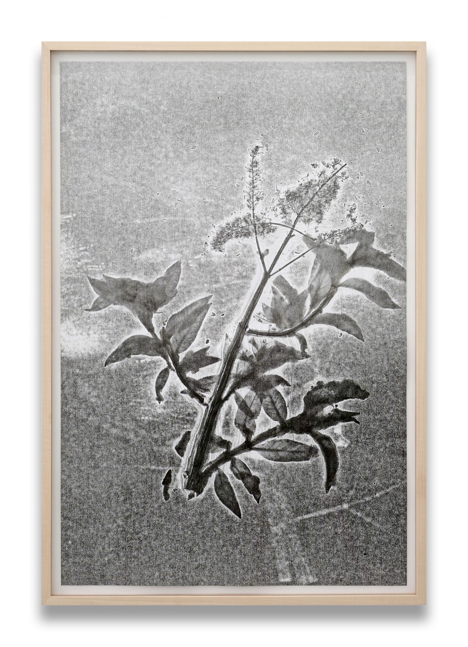 SU219 09 3 Herbarium Turicum Buddleja davidii