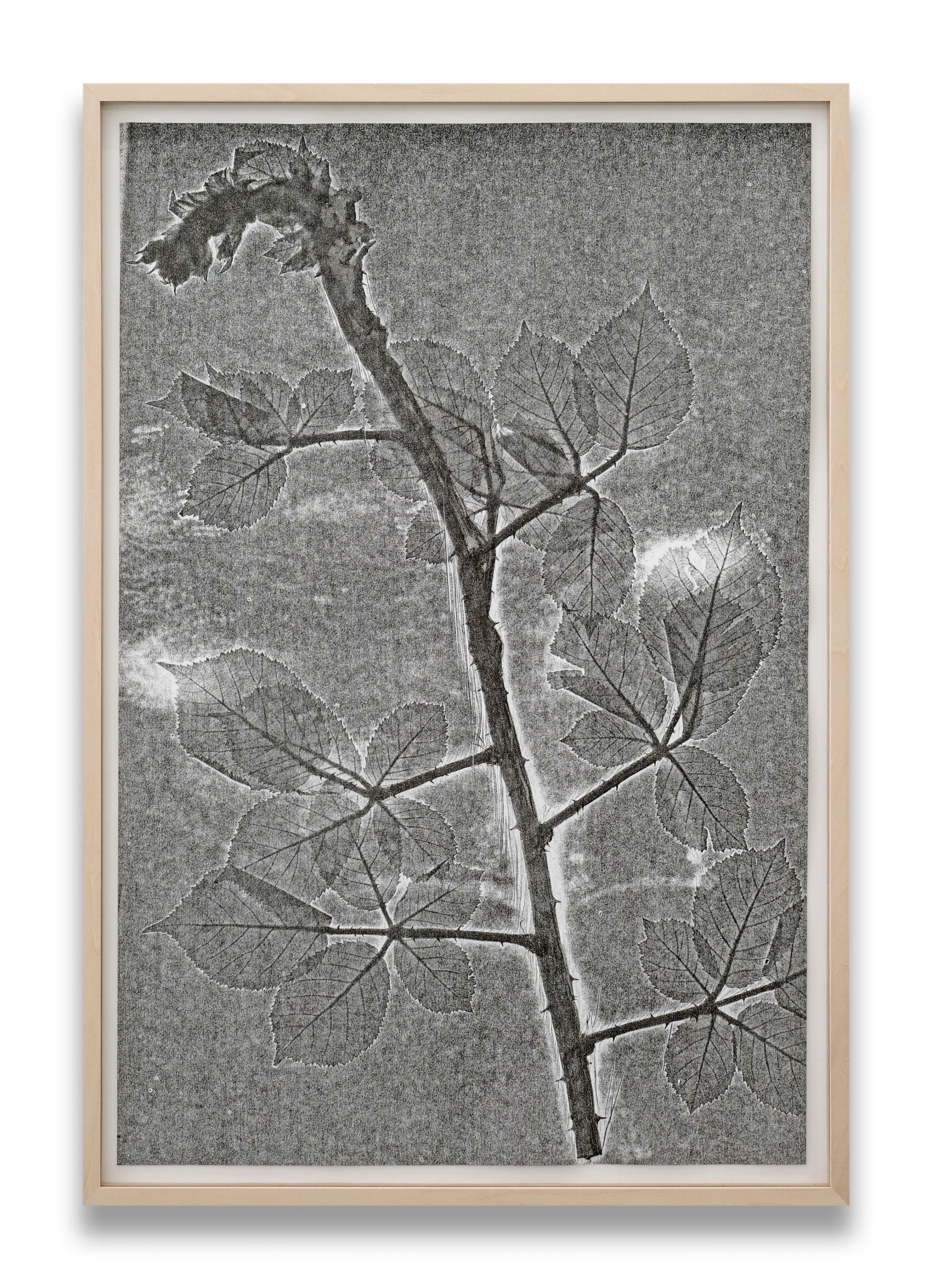 SU219 09 4 Herbarium Turicum Rubus armeniacus