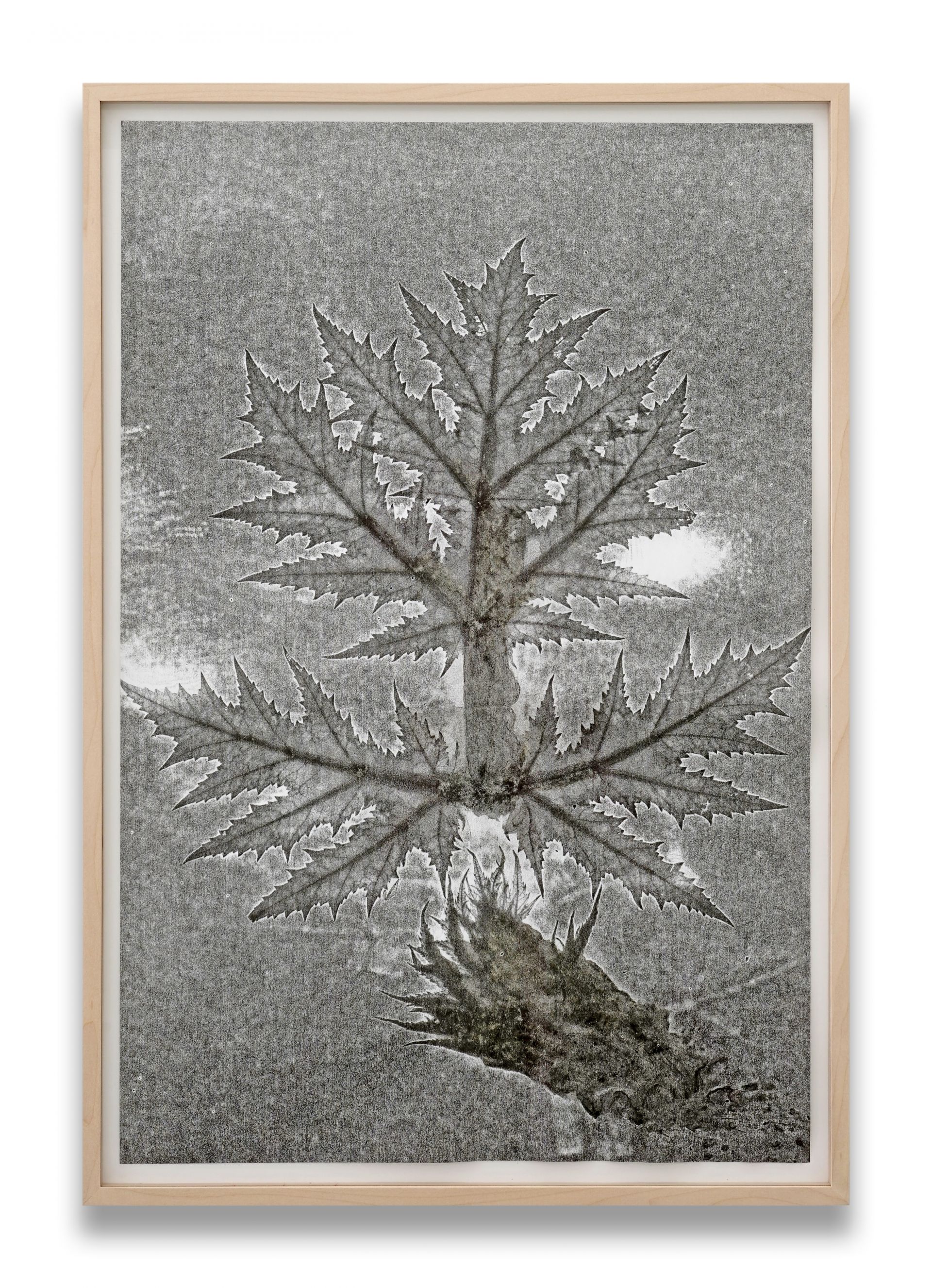 SU219 09 5 Herbarium Turicum Heracleum giganteum