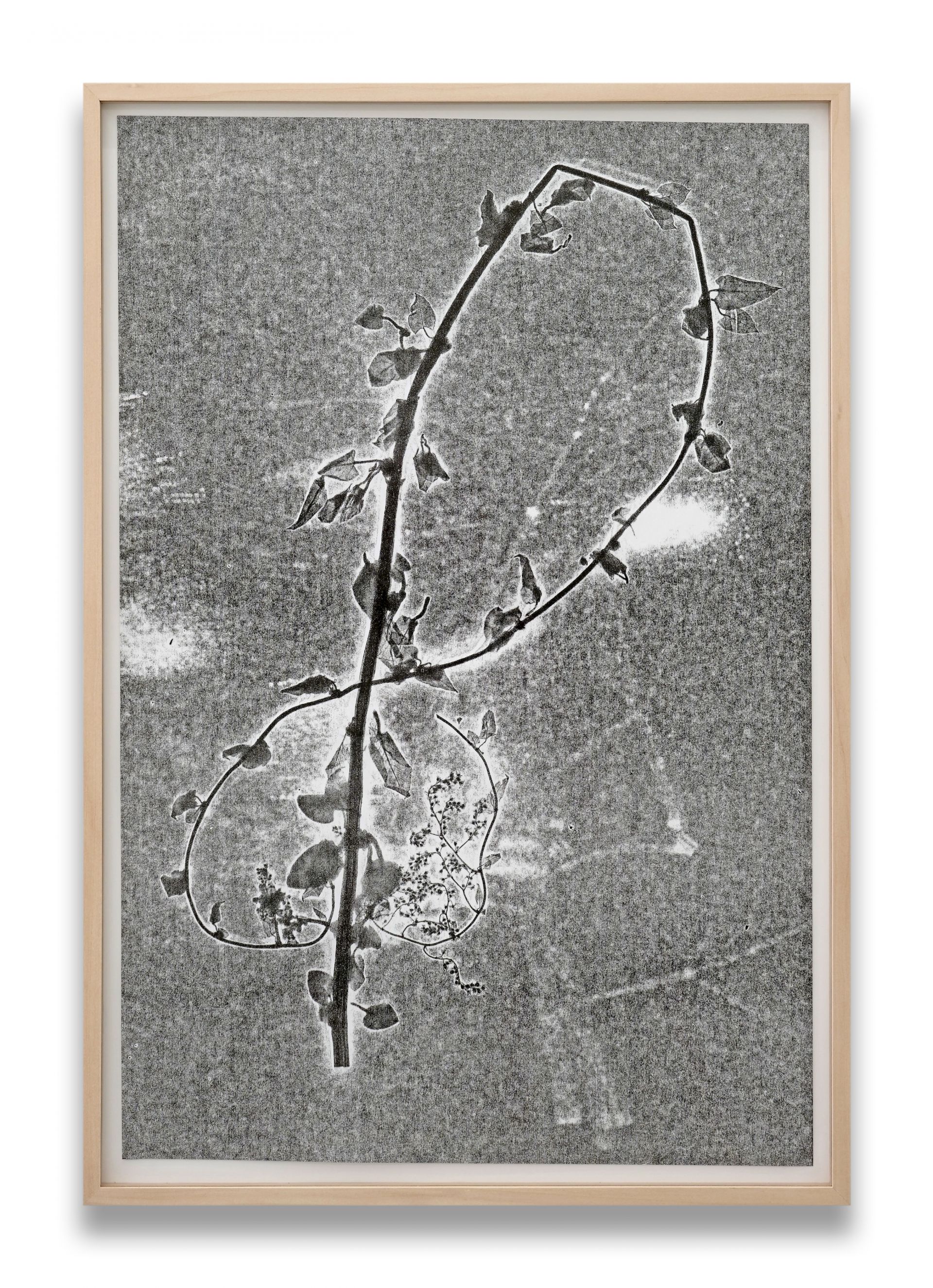 SU219 09 6 Herbarium Turicum Polygonum multiflorum